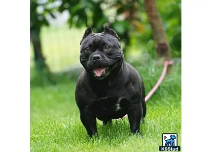 a black american bully dog on a leash